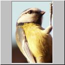 Parus caeruleus - Blaumeise 04.jpg